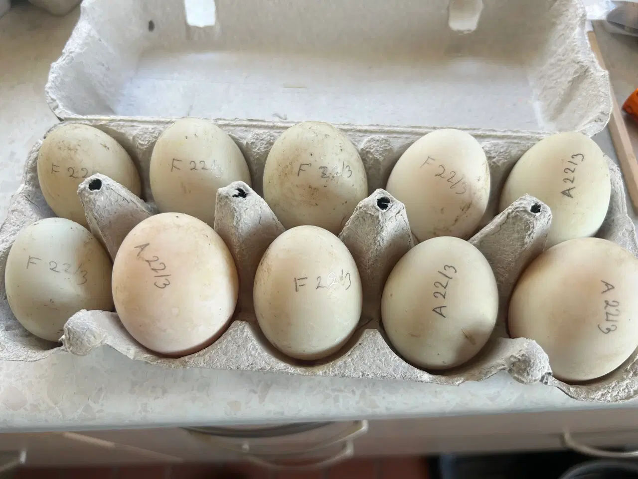 Billede 1 - Rugeæg fra løbeænder