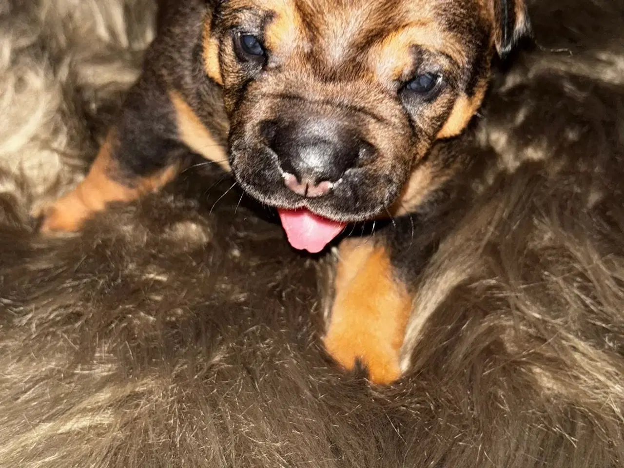 Billede 2 - Smukke Old English Bulldog Mix Hvalpe til salg! 🐾