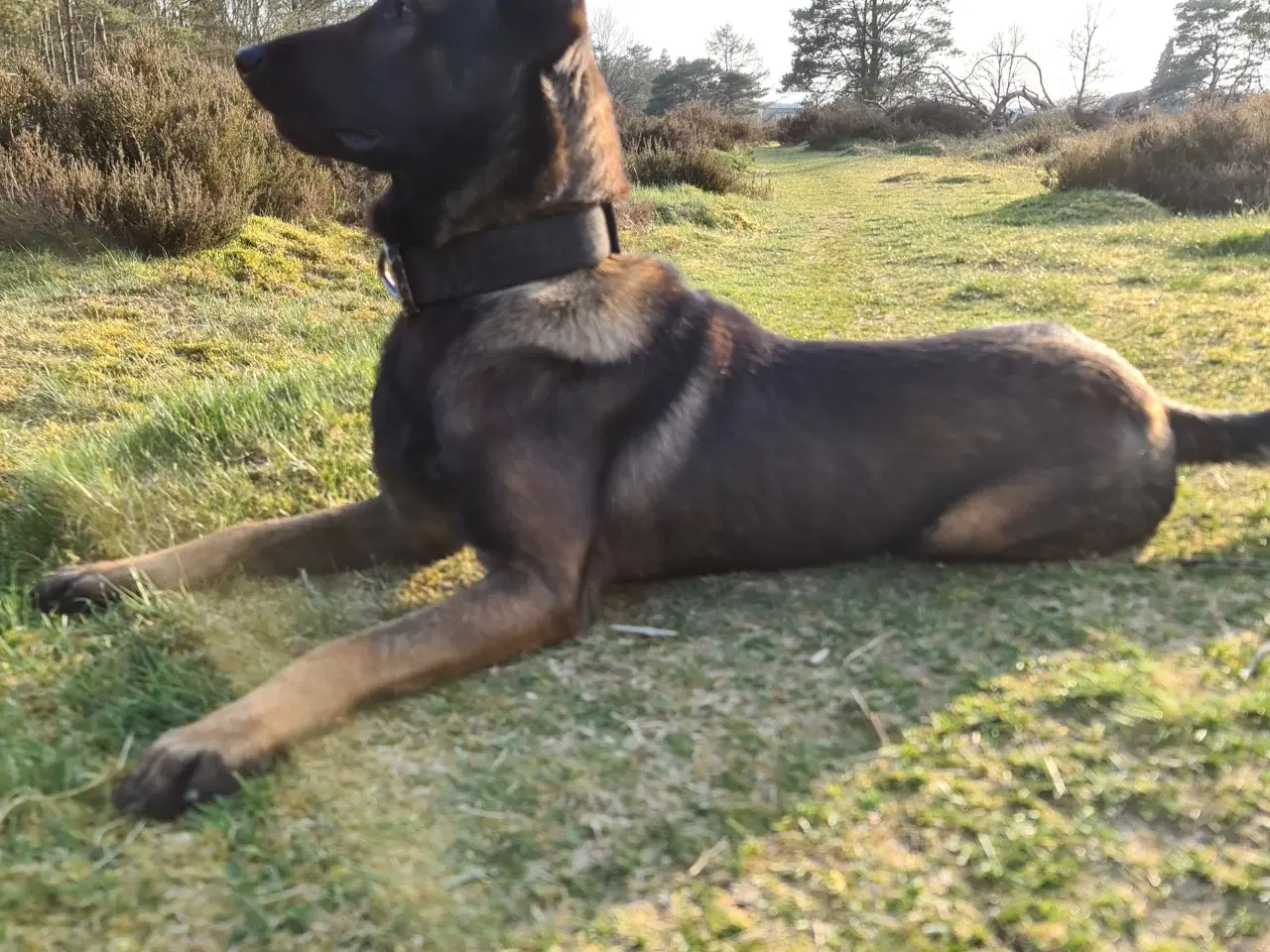 Billede 7 - Belgisk Malinois - Hvalpe - med stamtavle