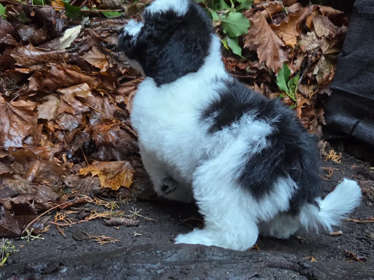 Billede 5 - Havapoo tæve hvalp❤️🐶