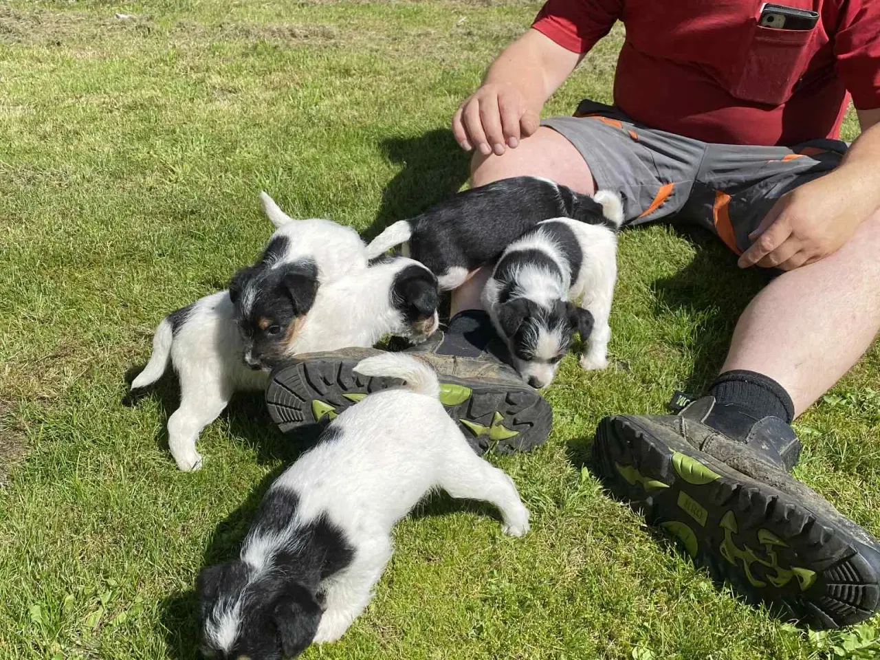 Billede 1 - Jack russel hvalpe 