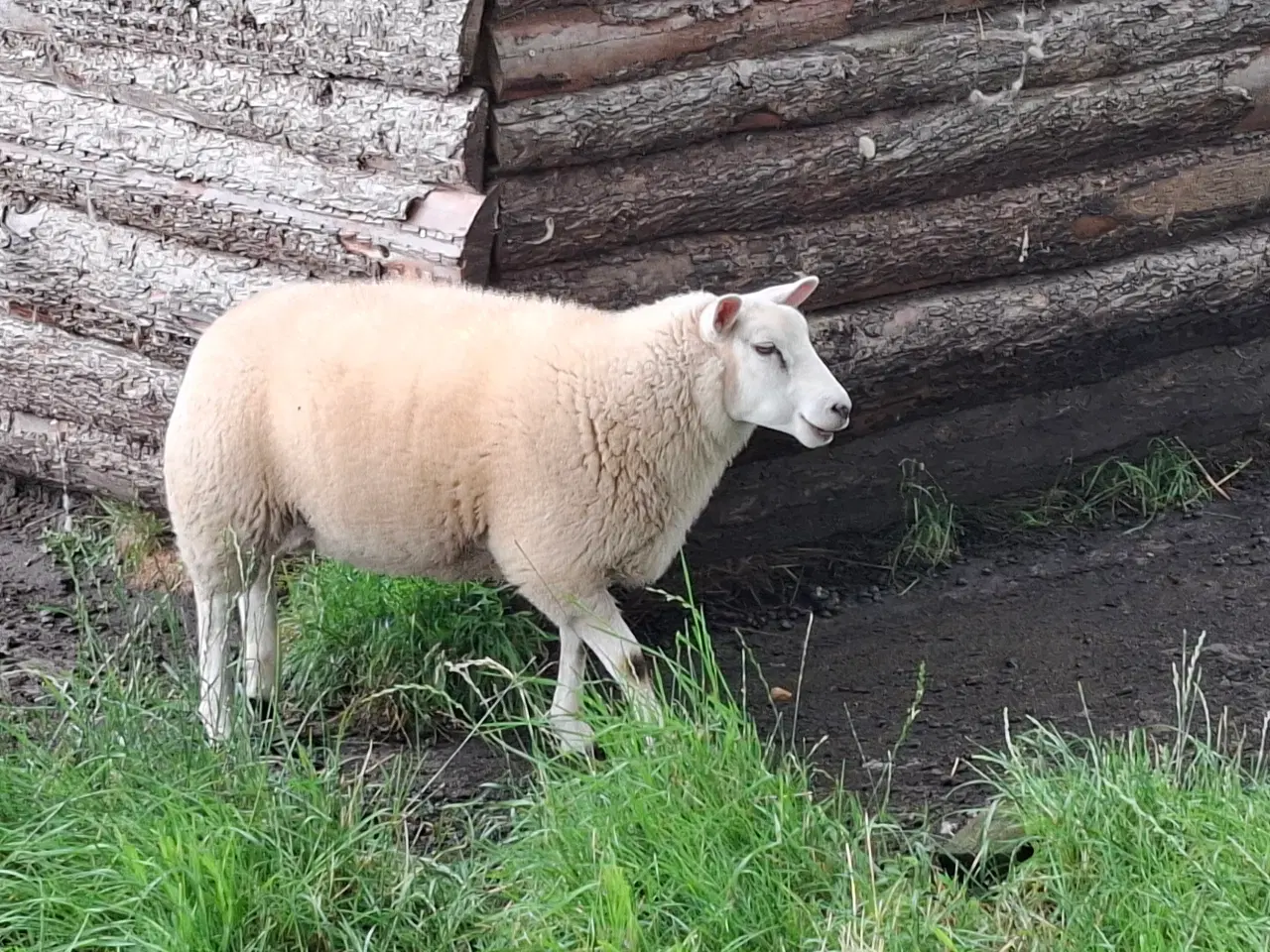 Billede 6 - Texel lam