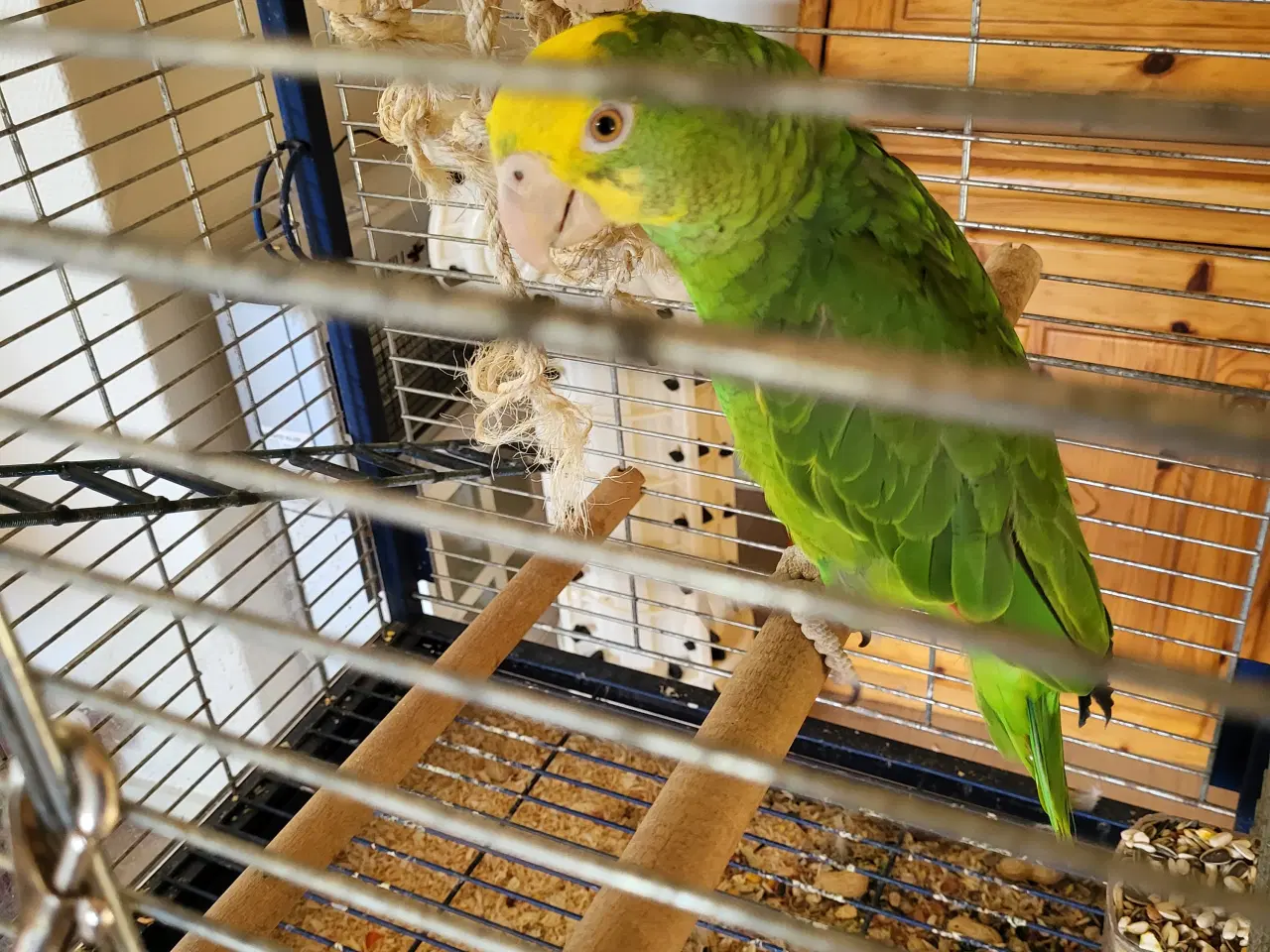 Billede 2 - Gulhovedet