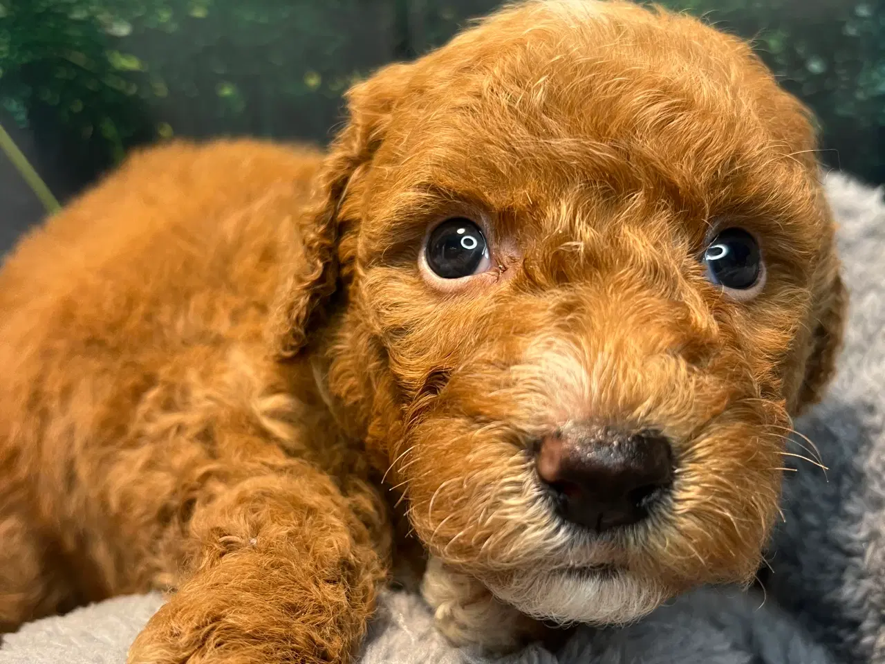 Billede 6 - Goldendoodle babyer 🥰🐾