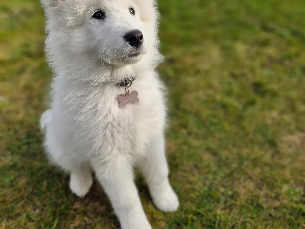 Billede 2 - Samojede søger nyt forever hjem