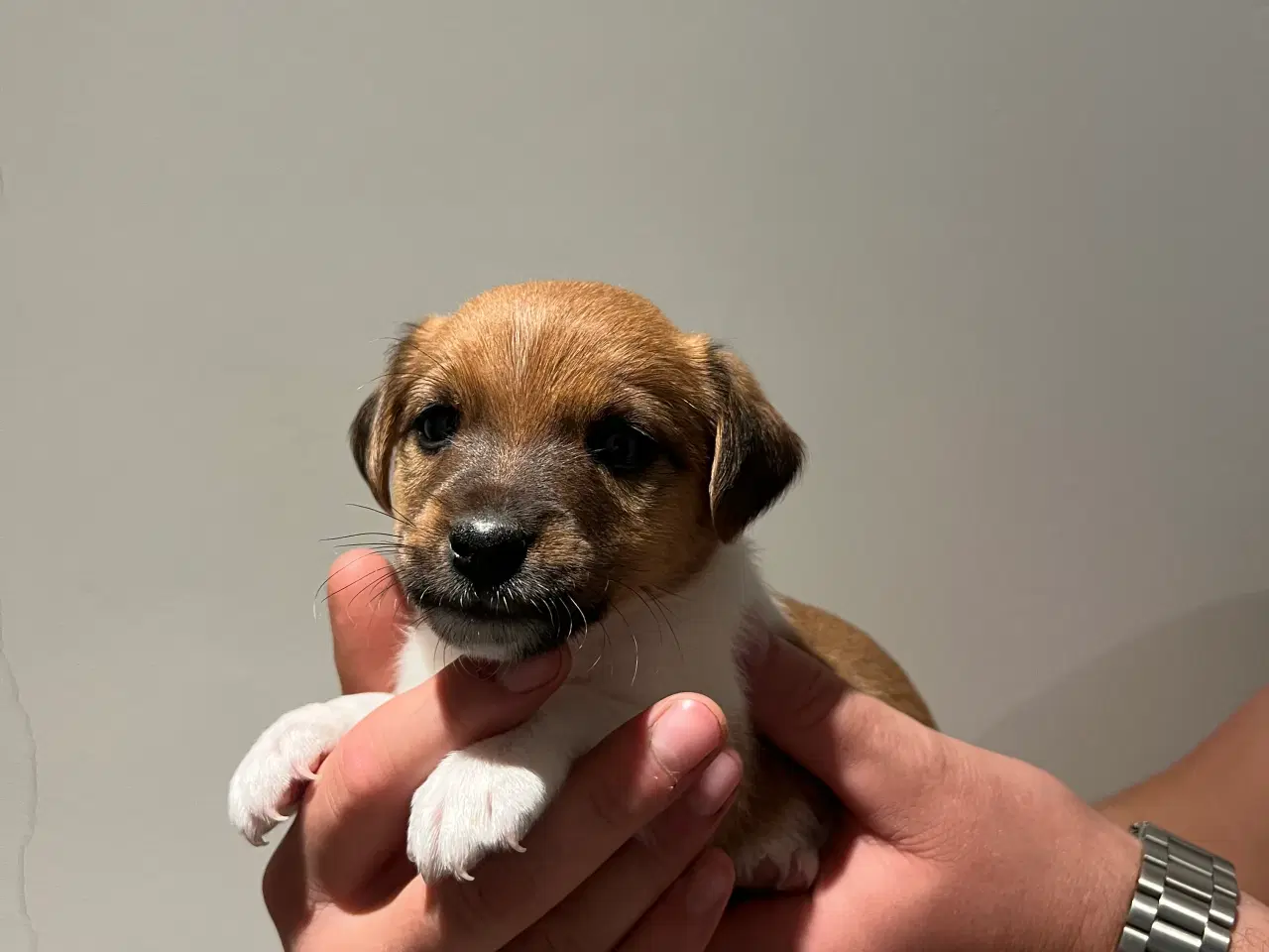 Billede 5 - Jack Russel Hvalpen