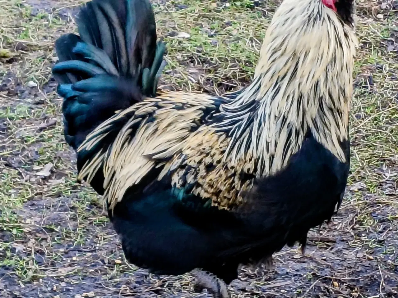 Billede 2 - Flotte ung haner Renracede Us silker/ Anden Race