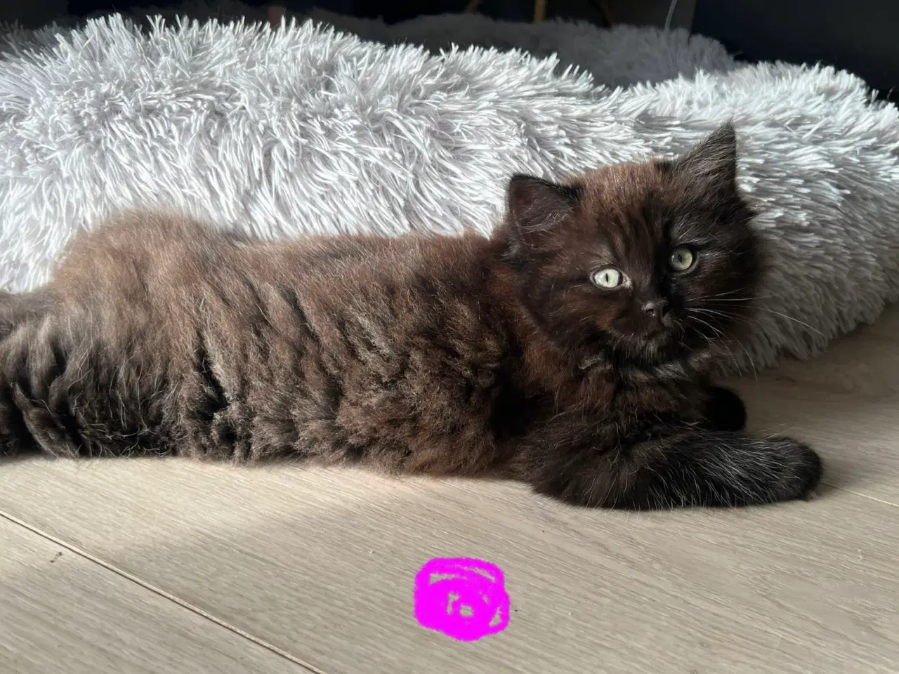 Billede 3 - Lækre ragdoll blandinger