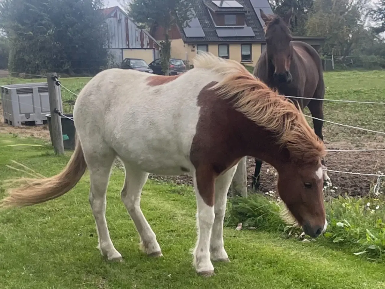 Billede 5 - 3 års sød og nem vallak ryttervant