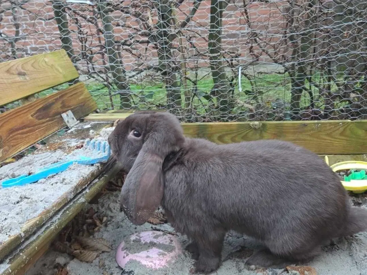 Billede 5 - Fransk vædder han