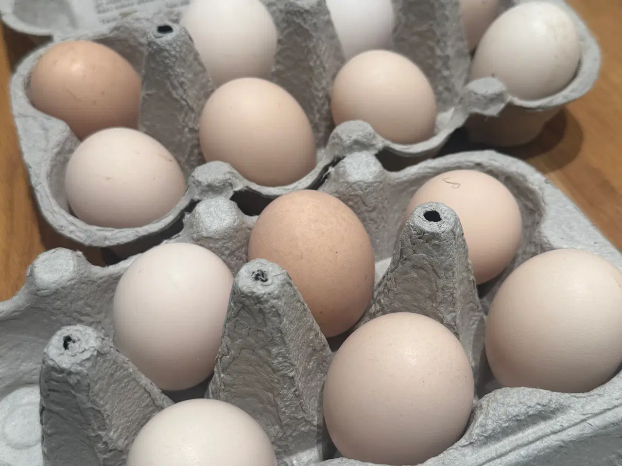 Billede 1 - Silkehøns rugeæg