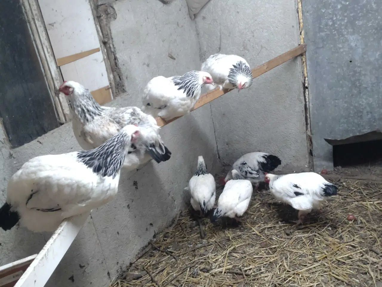 Billede 1 - Sussex-hanner