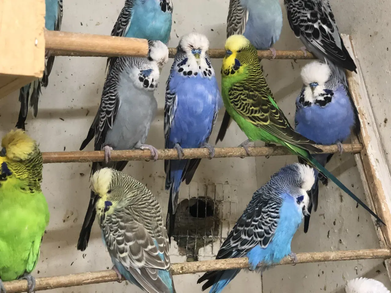 Billede 1 - Engelske undulater fra 100 kr