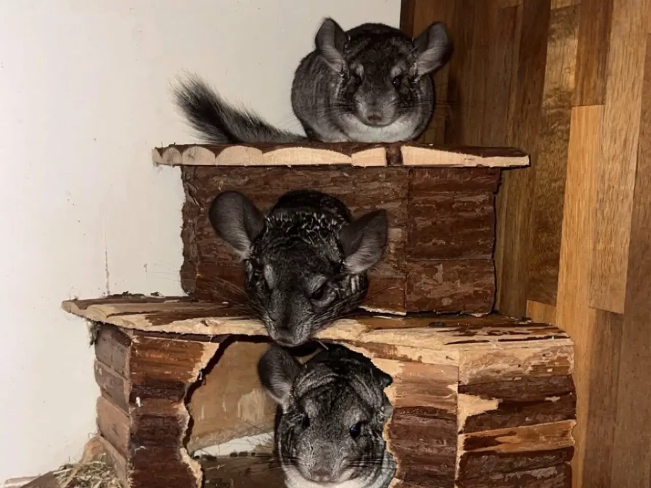 Billede 5 - Chinchilla 