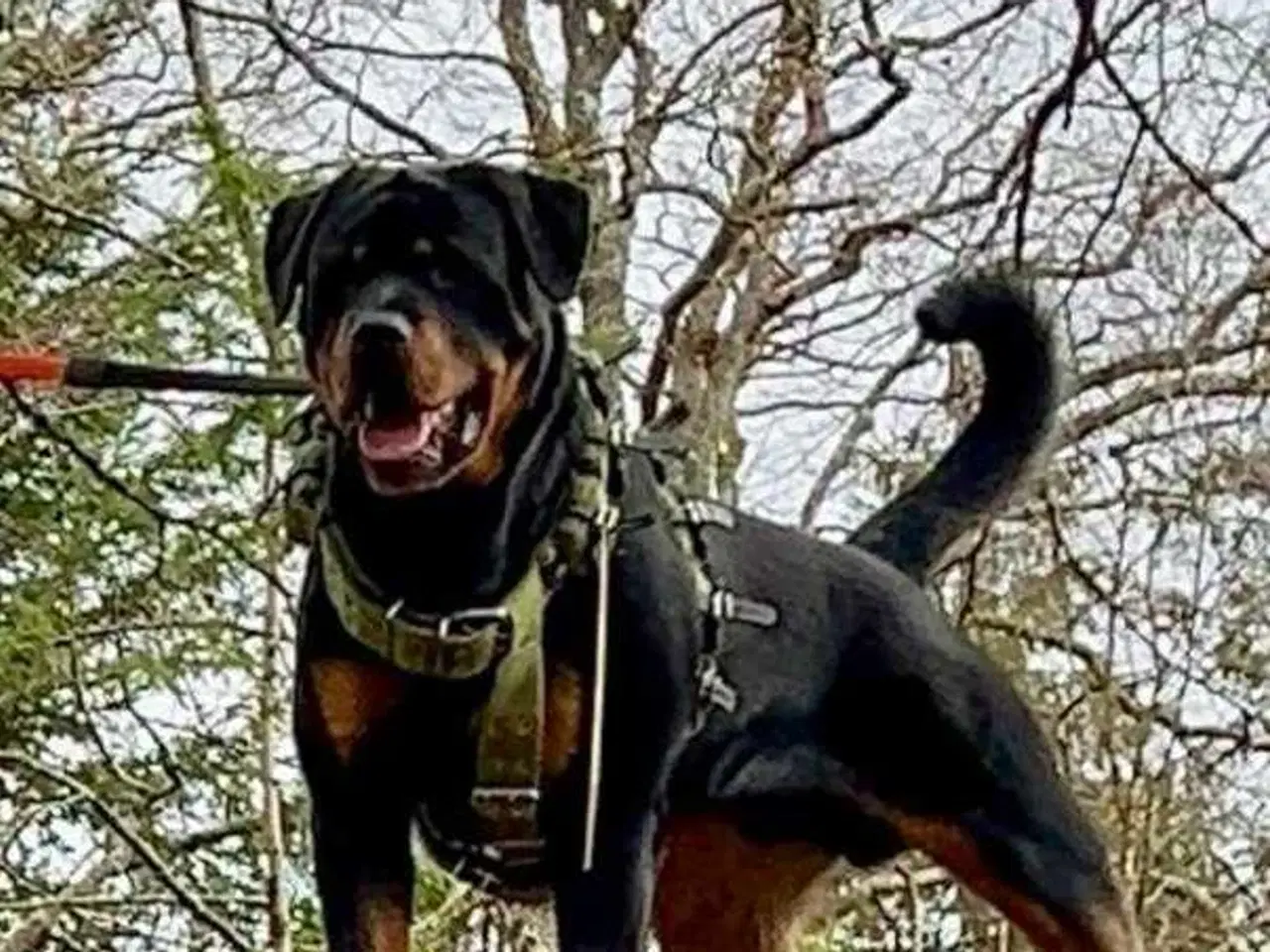 Billede 9 - Rottweiler han 