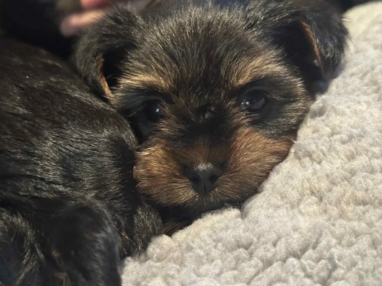 Billede 4 - 💙💙💙💙❤️Yorkshire terrier hvalpe