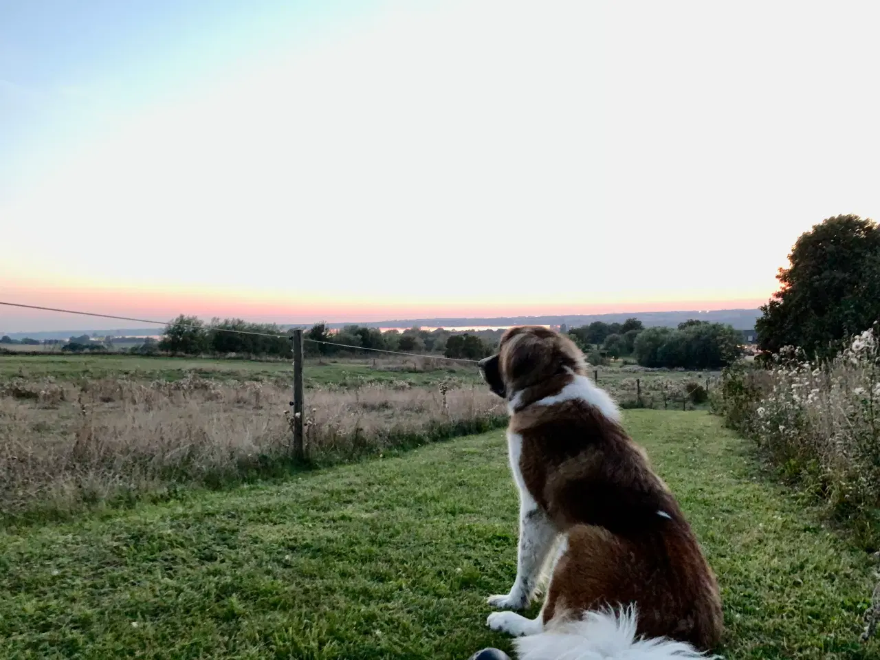 Billede 3 - 🐾 Boris søger nyt, kærligt hjem 🐾