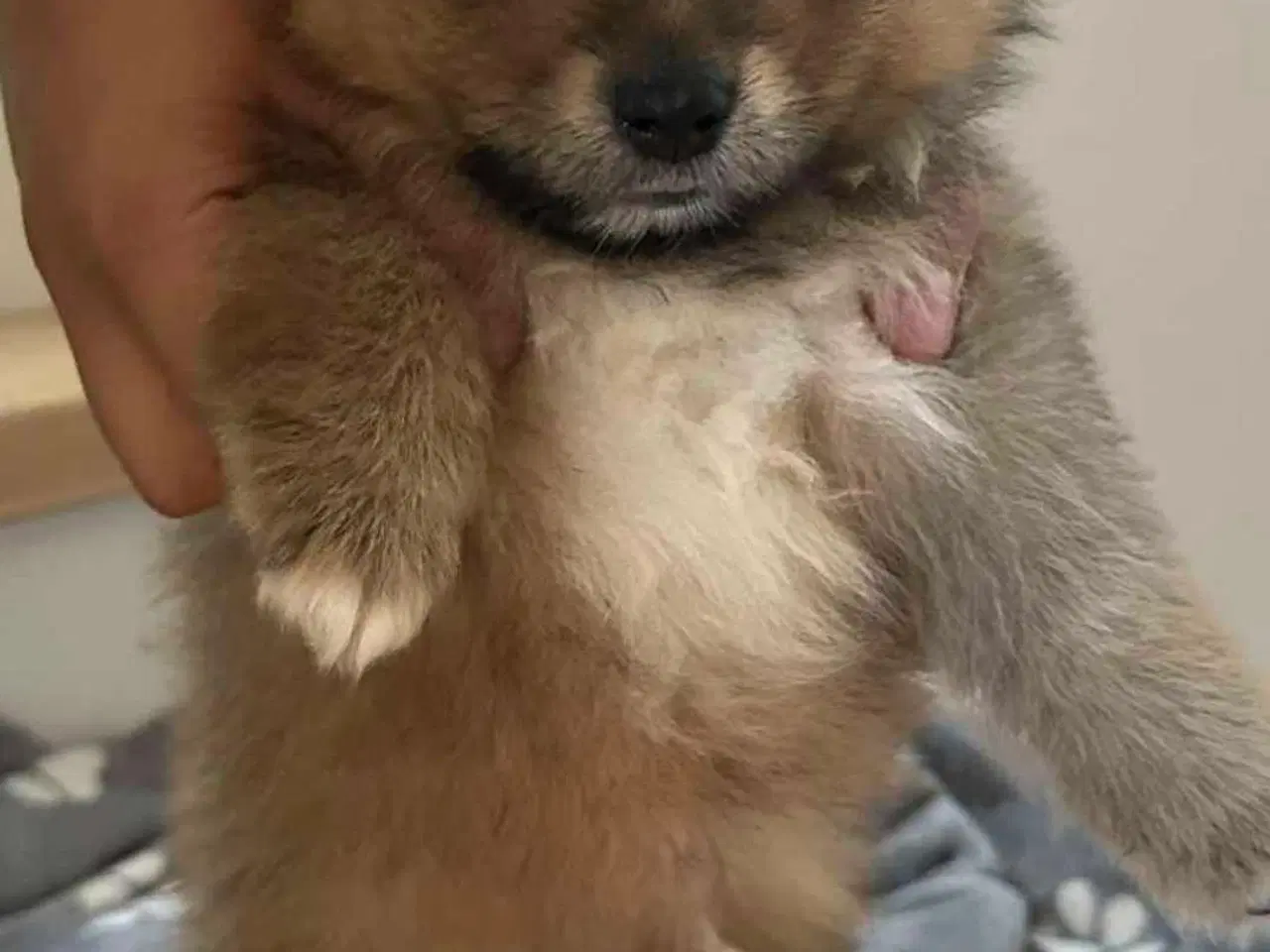 Billede 1 - Pomeranian 