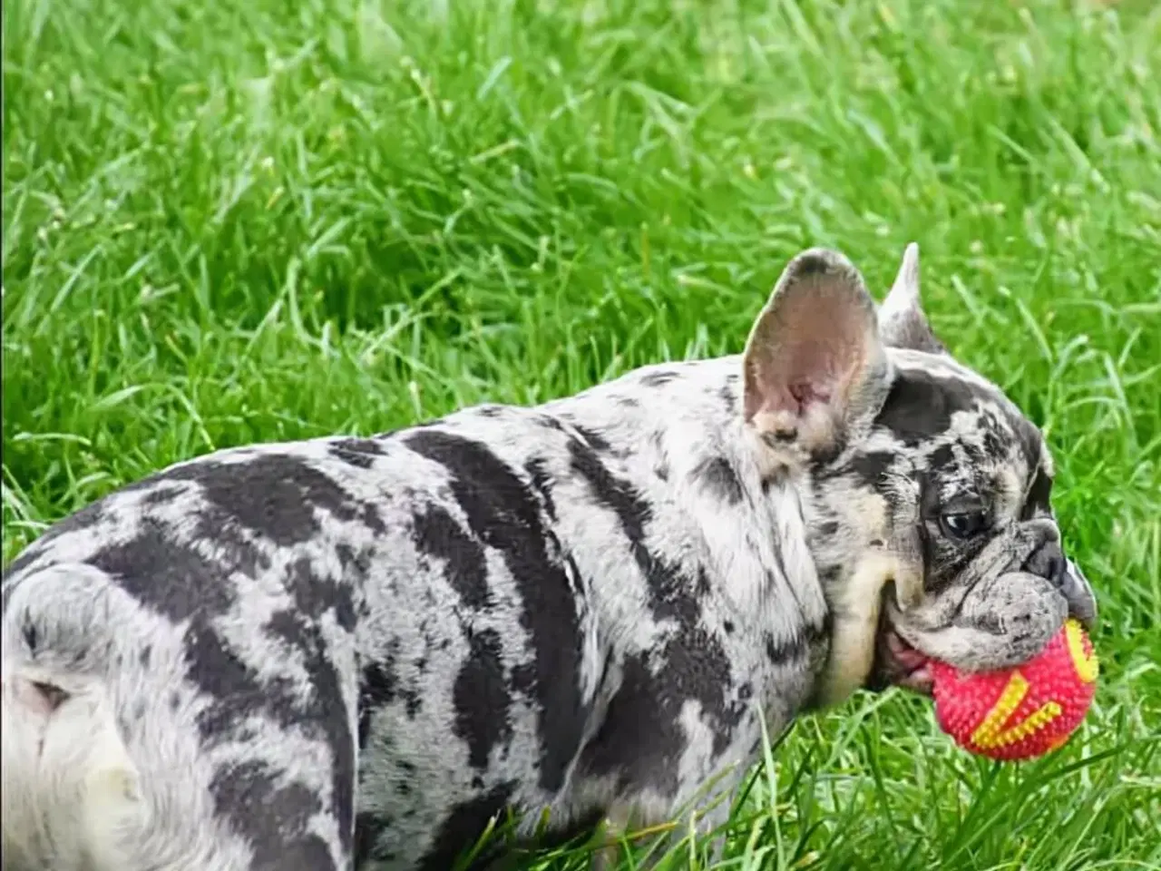 Billede 4 - Fransk bulldog hvalp. NEDSAT!