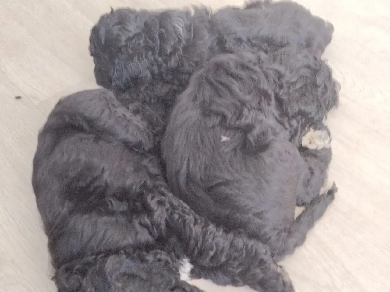 Billede 8 - Søde Cockapoo hvalpe