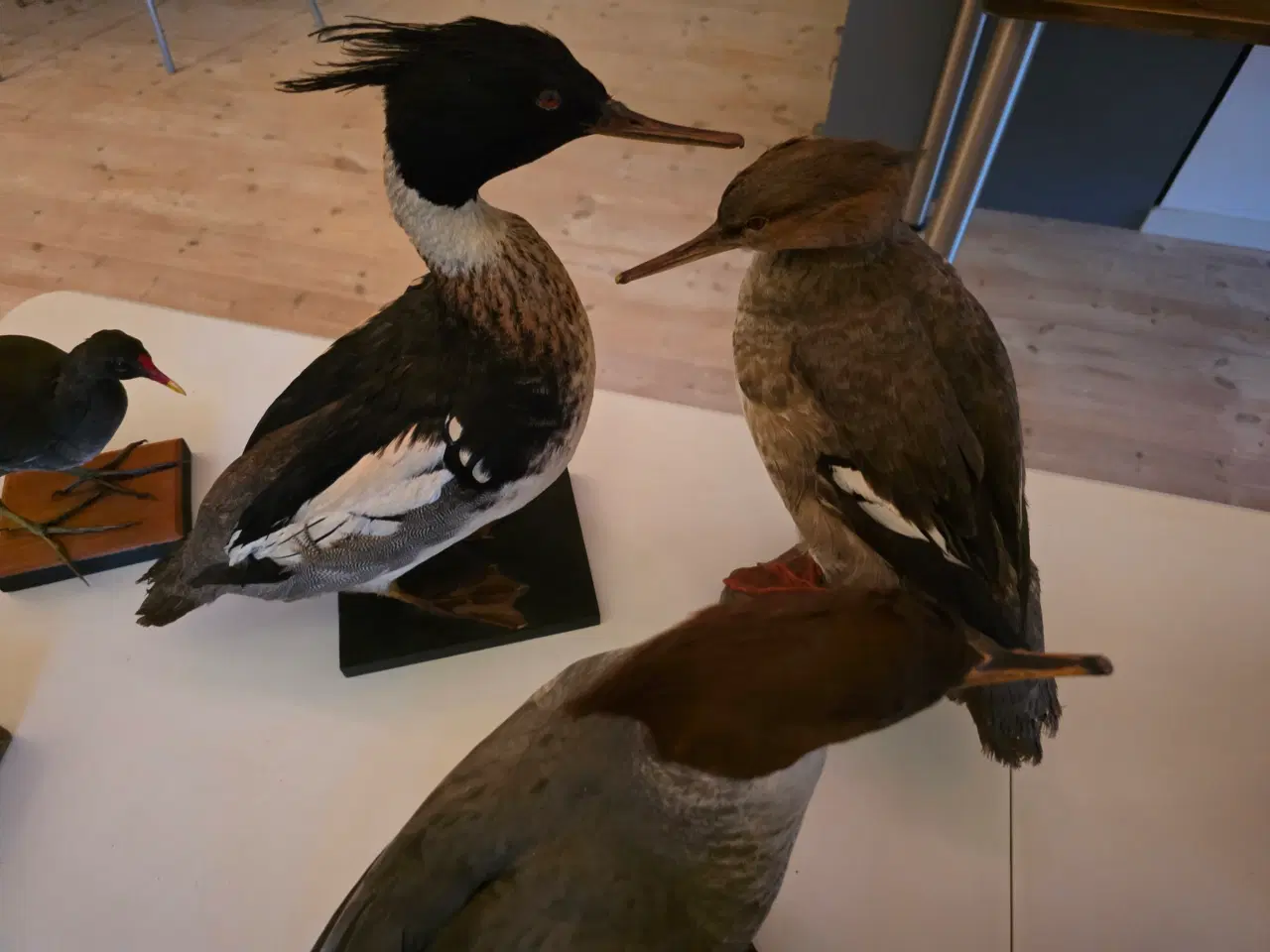 Billede 7 - Vandfugle sælges, enten samlet eller hver for sig