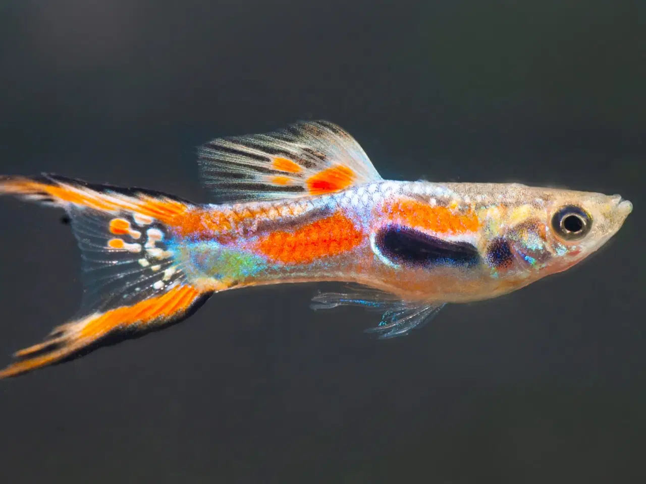 Billede 2 - Endler Guppy 