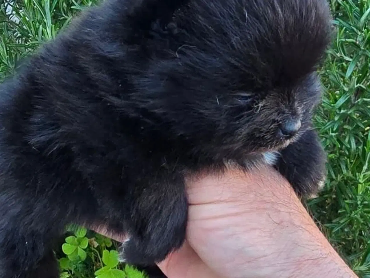 Billede 1 - Pomeranian 