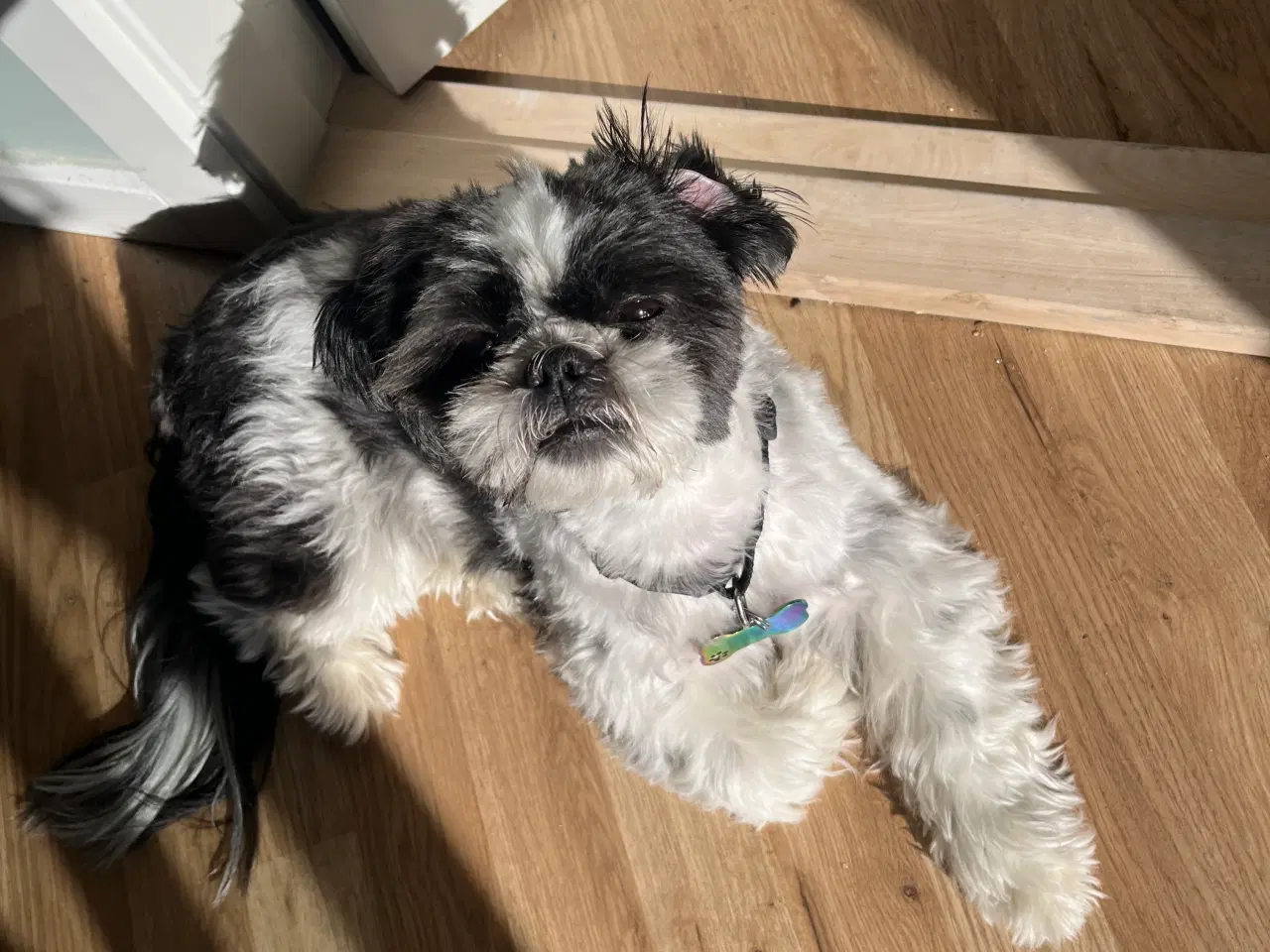 Billede 2 - Shih tzu