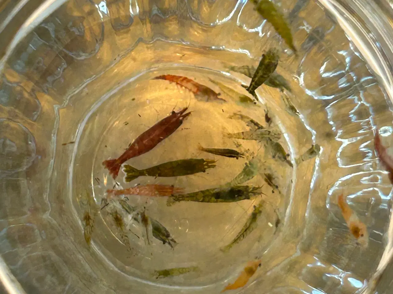 Billede 4 - Neocaridina rejer, 22 stk.