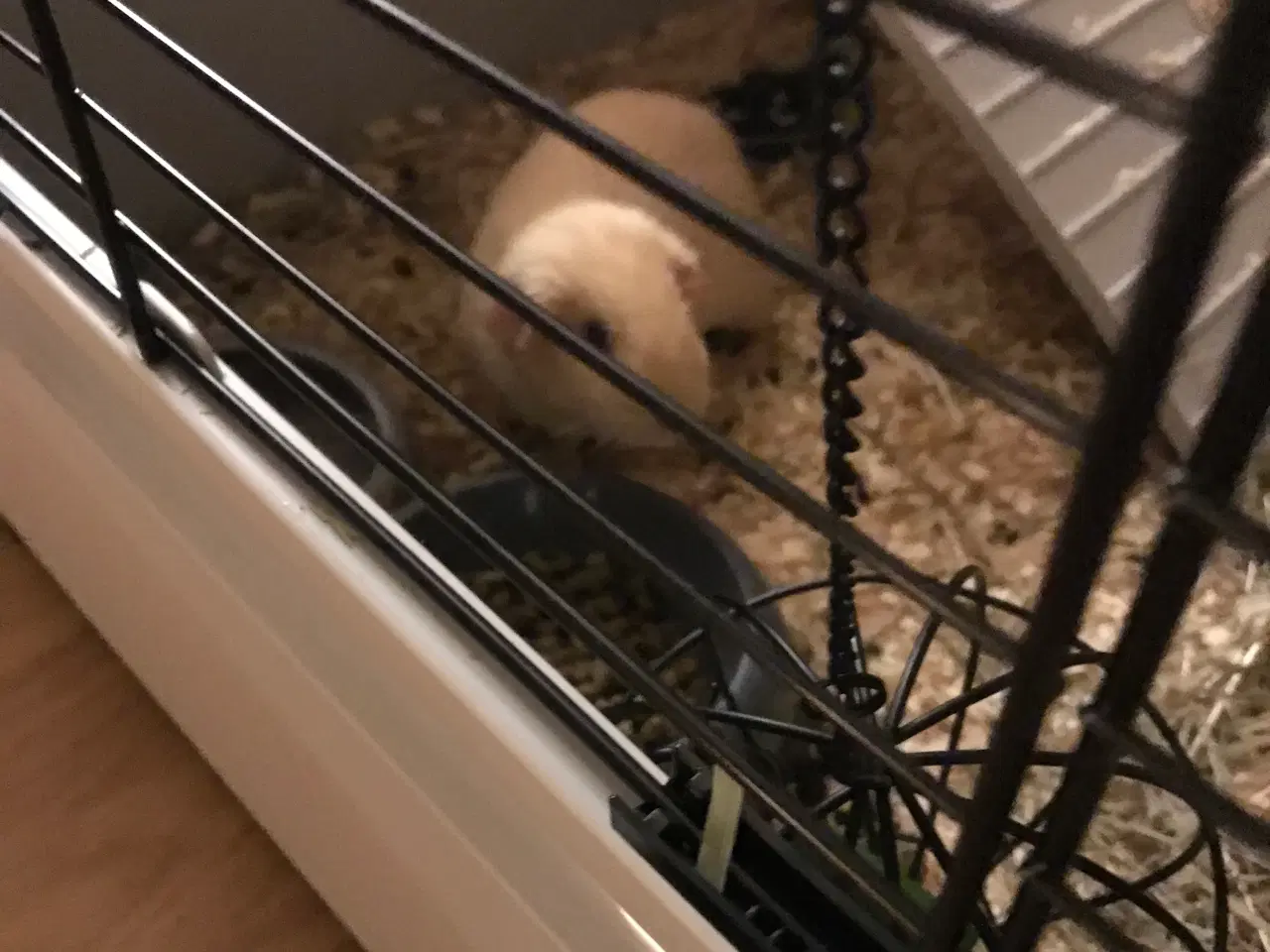 Billede 5 - 2 søde marsvin søger nyt hjem inkl. bur