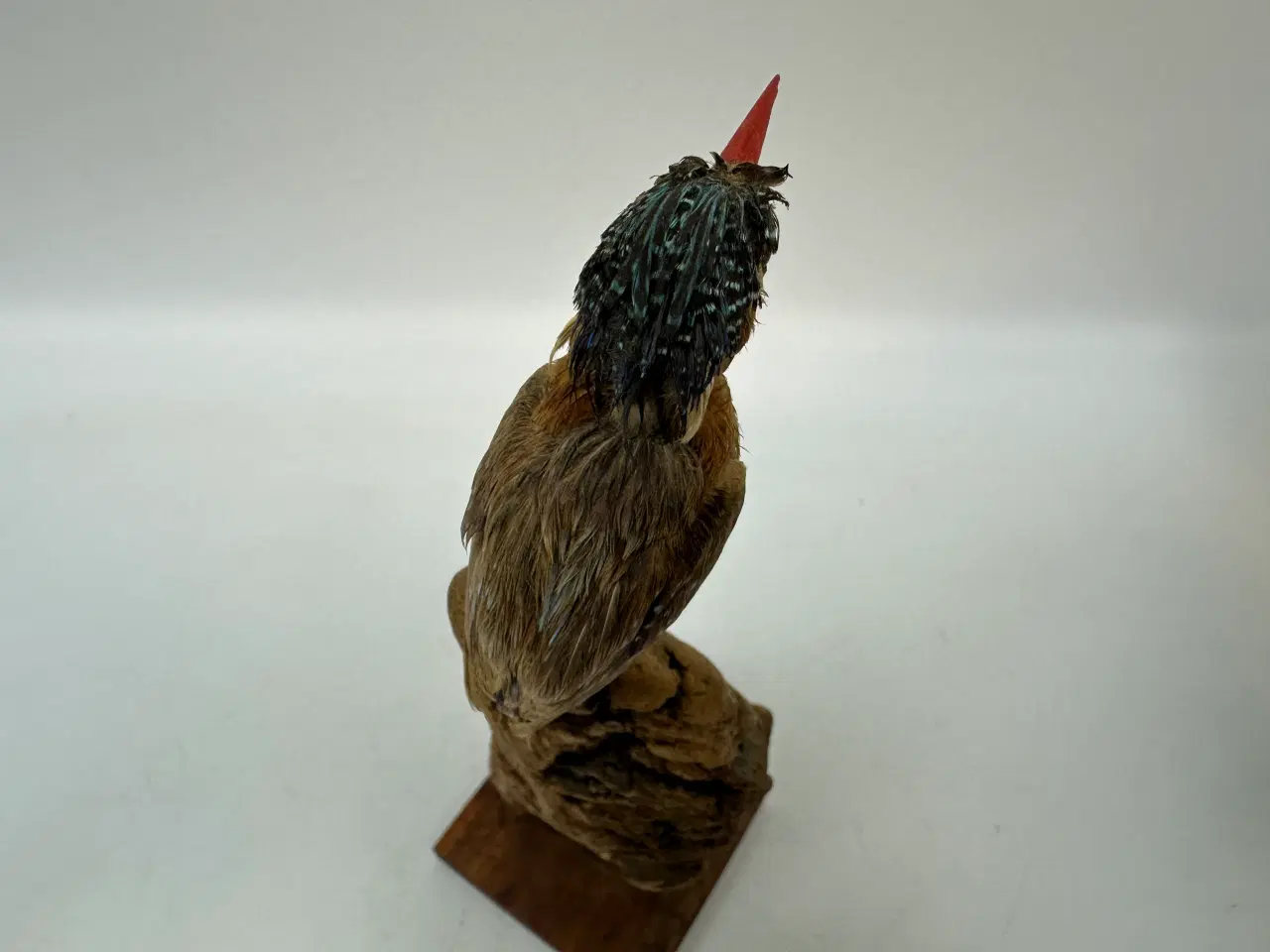 Billede 4 - Udstoppet Malakit / isfugl