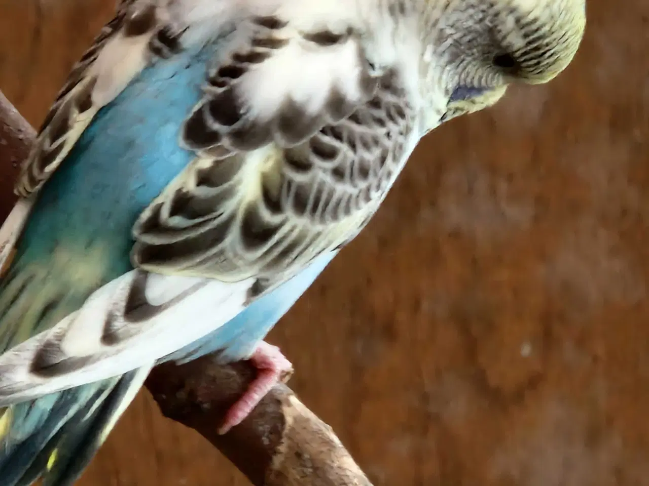 Billede 4 - Undulat unger