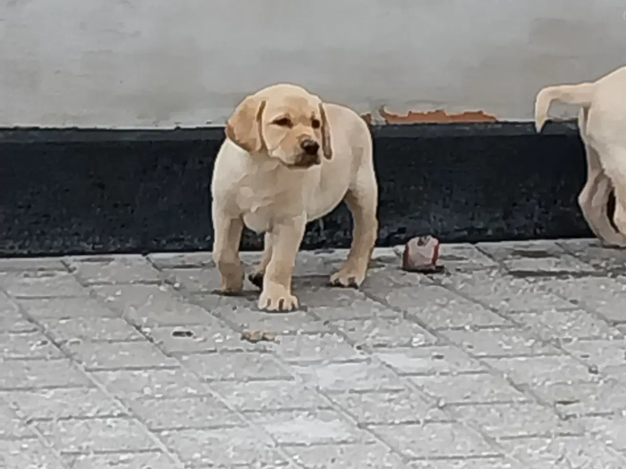 Billede 6 - Gule labrador hvalpe.
