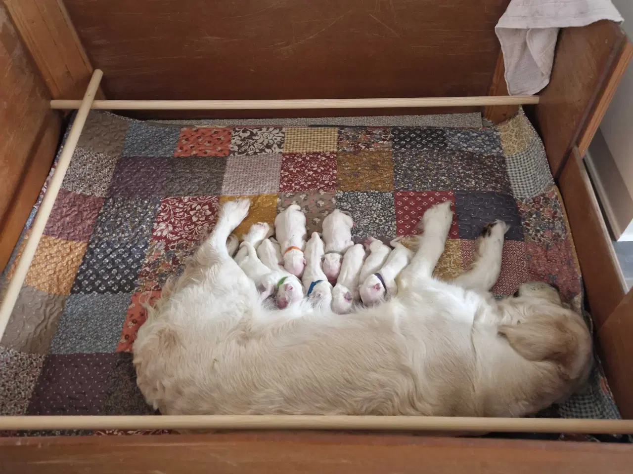 Billede 3 - Føde/hvalpekasse til stor hund