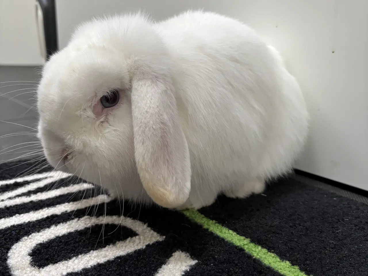 Billede 1 - Hvid Minilop han kanin på 1 år søger nyt hjem