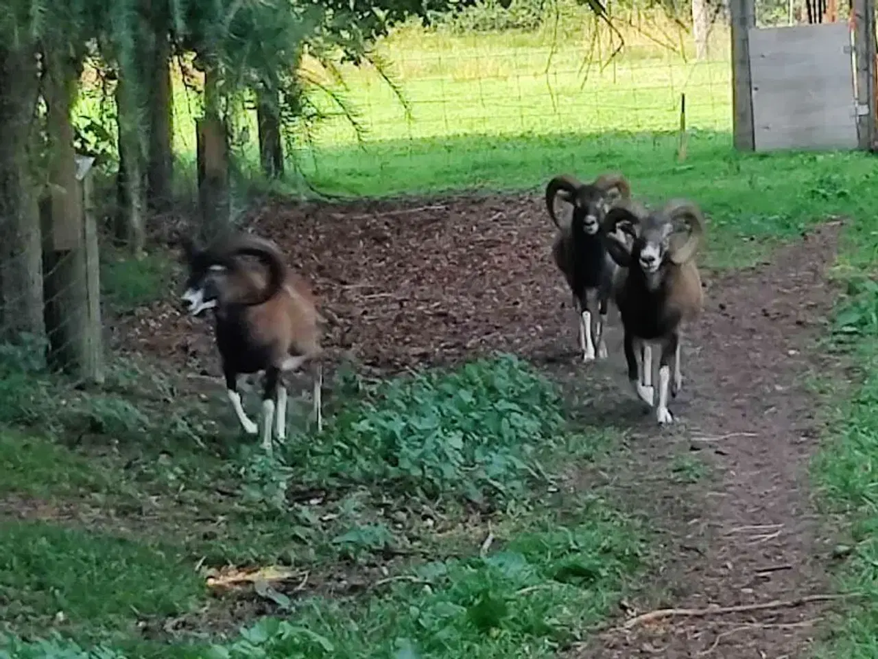 Billede 2 - Muflon vædder