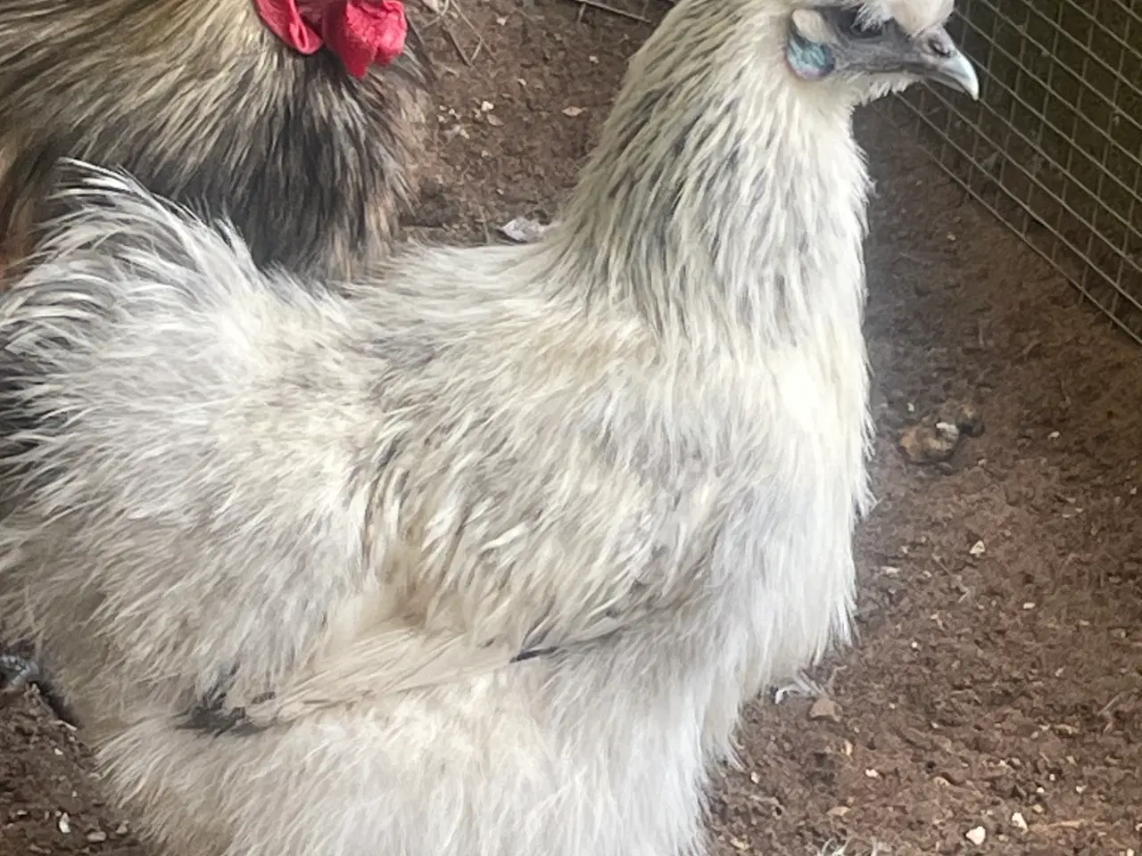 Billede 2 - Silkehøns dværgrace