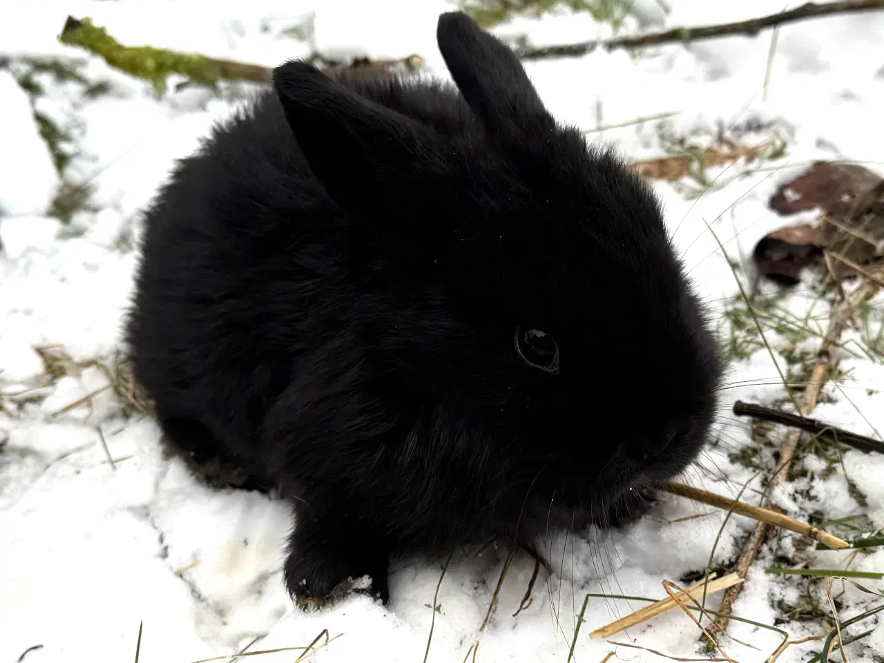 Billede 2 - Dværgvædder unger sælges 