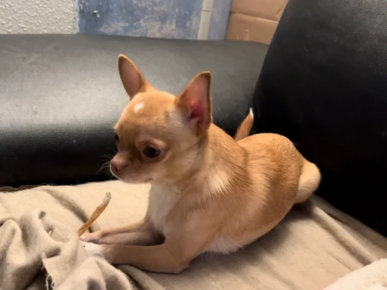 Billede 3 - Chihuahua tæve 