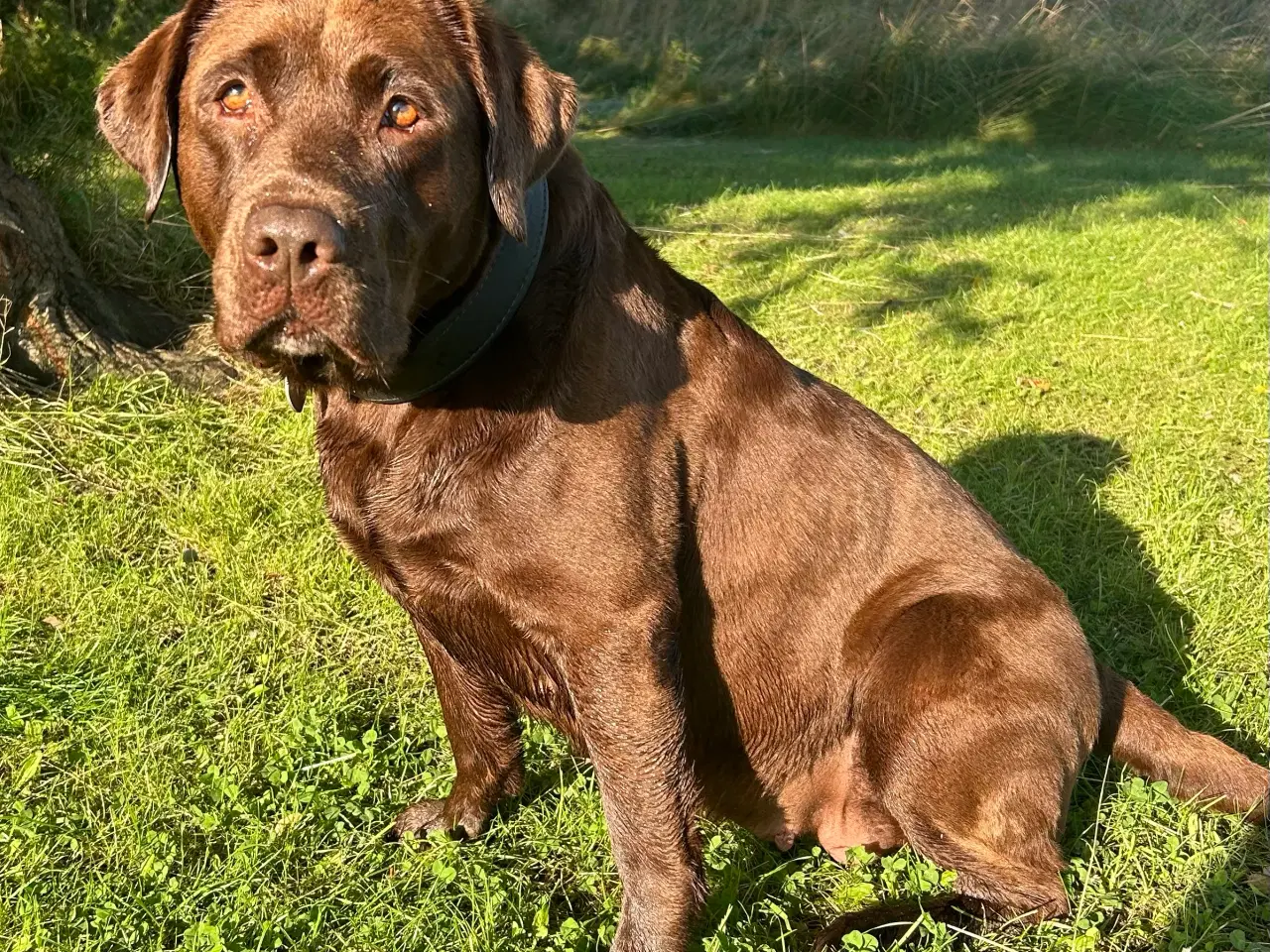 Billede 11 - Brune labradorhvalpe - den gammeldags slags sælges