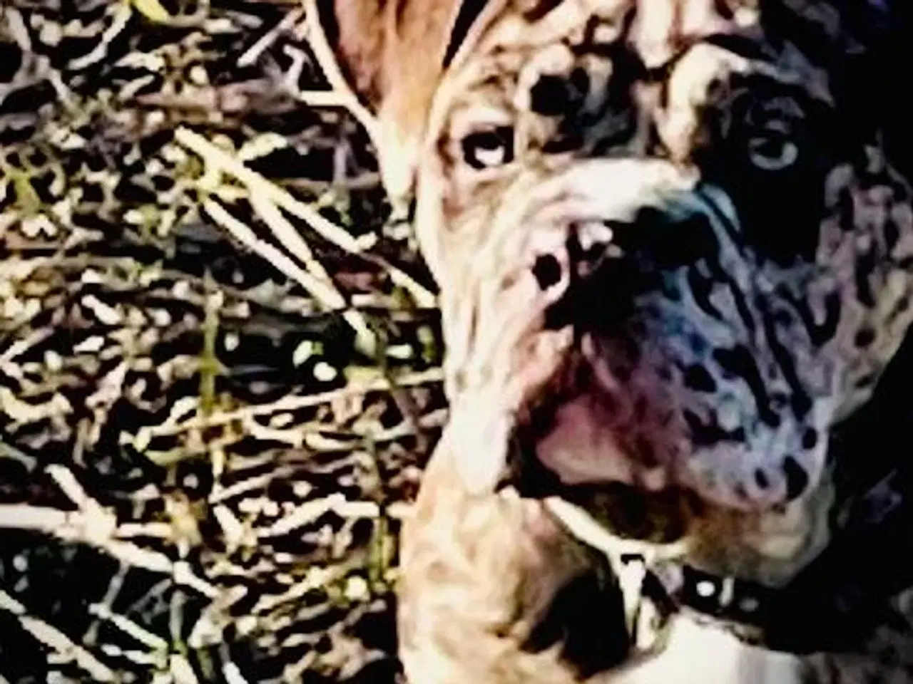 Billede 3 - Olde English bulldog 6 mdr