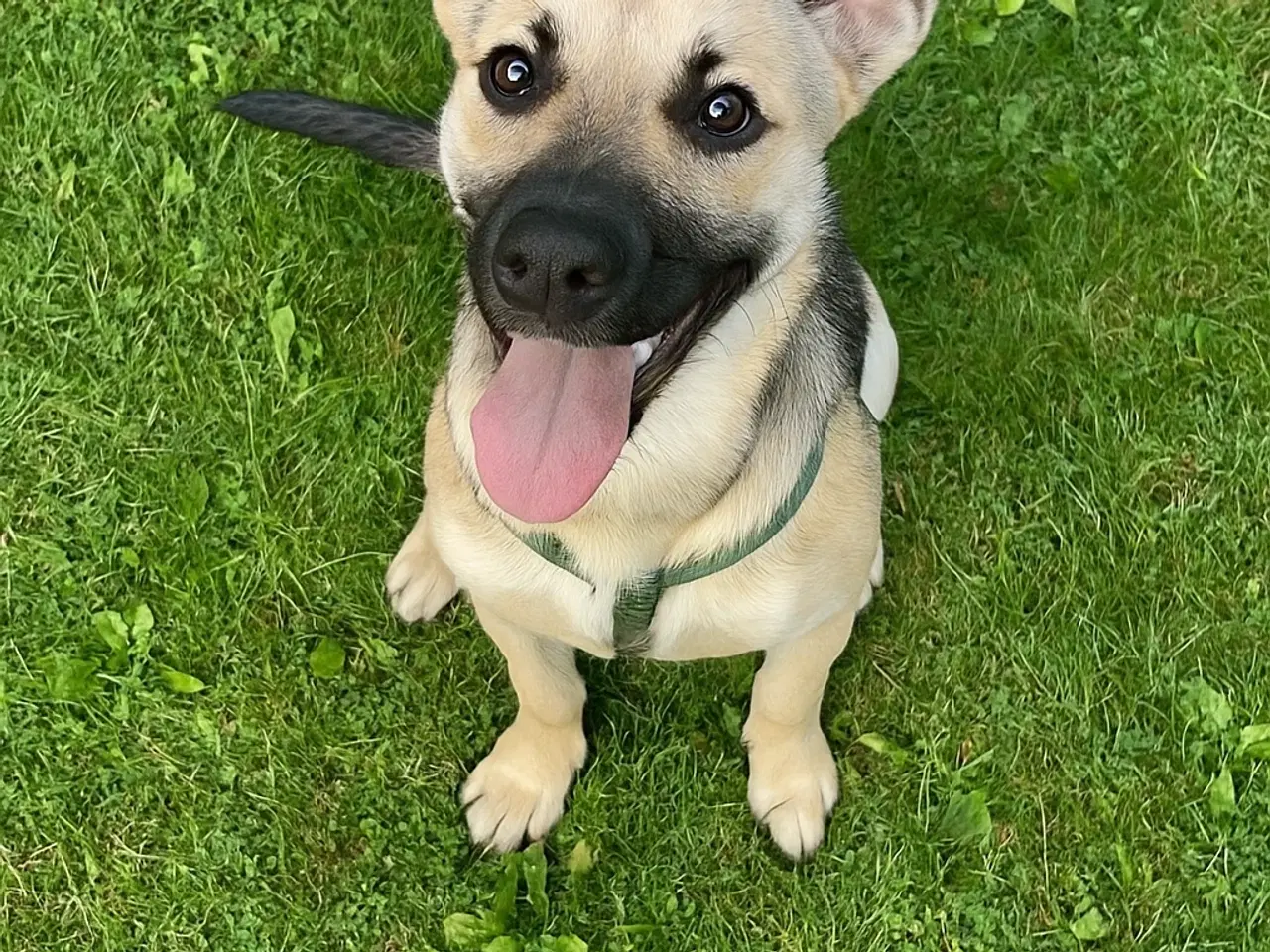 Billede 4 - Rigtig smuk pige hør efter og elsker at går en tur