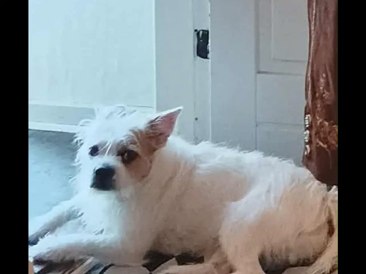 Billede 3 - Blandings hund sælges