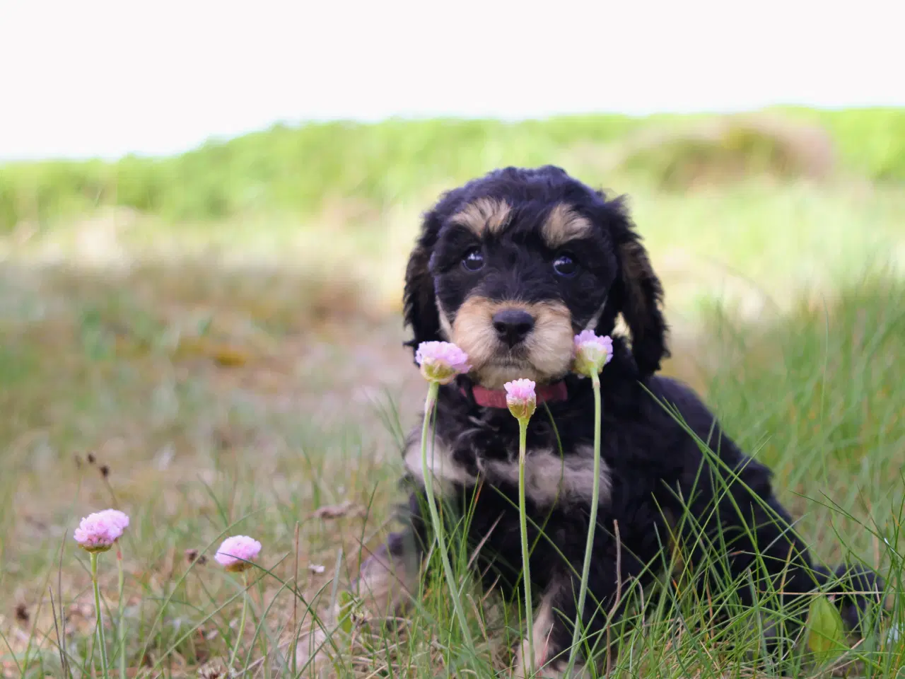 Billede 9 - cockerdoodle, cockerpoo, doodle