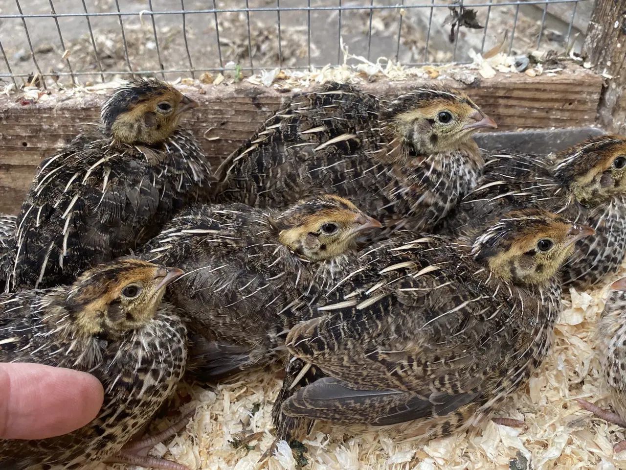 Billede 4 - Varmefri vagtler fra KUN 50kr/stk