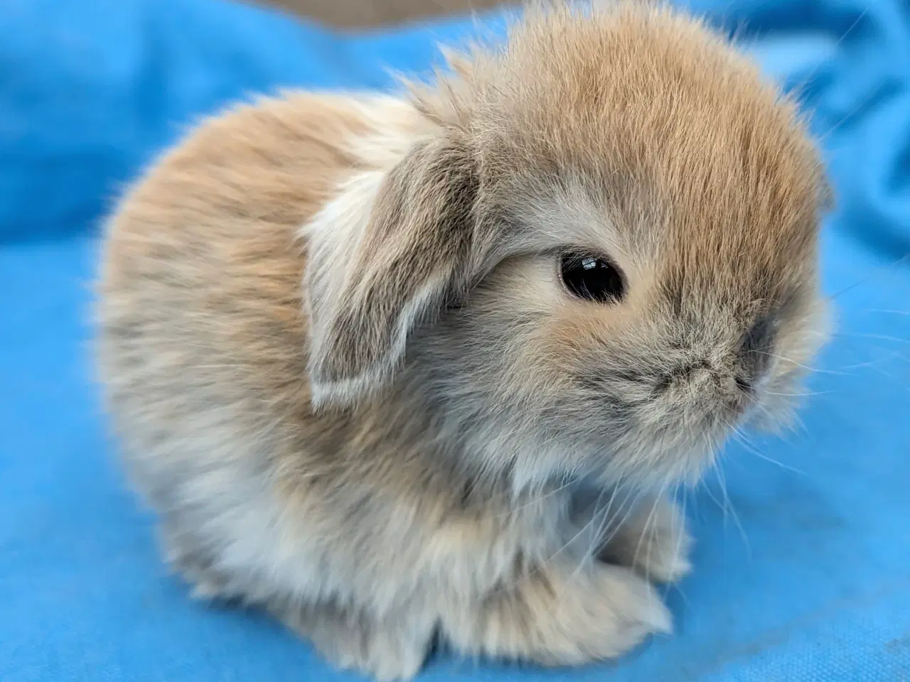 Billede 7 - Minilop kaninunge sælges 