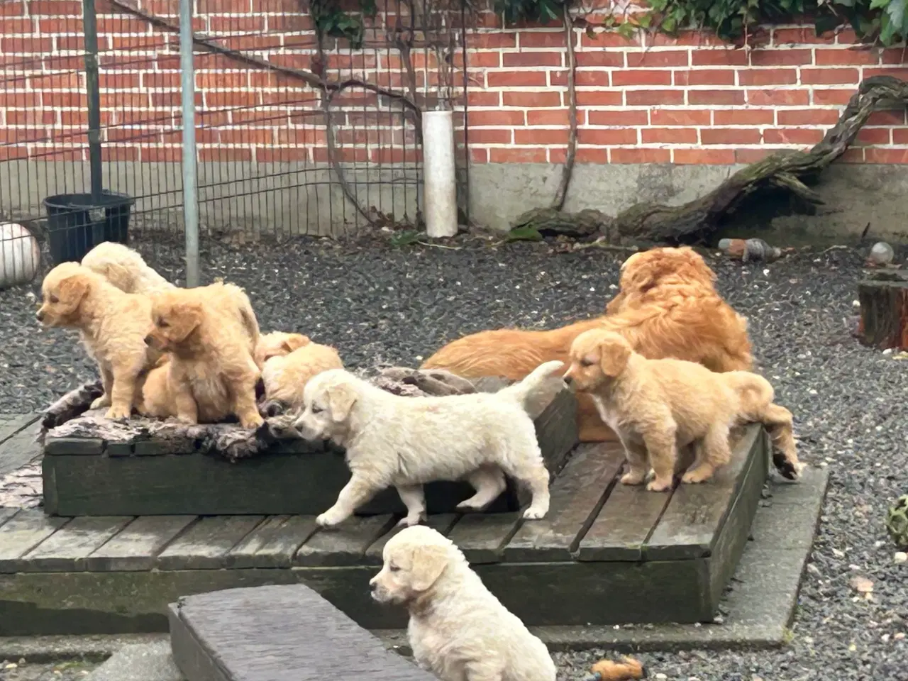 Billede 5 - Golden Retriever 