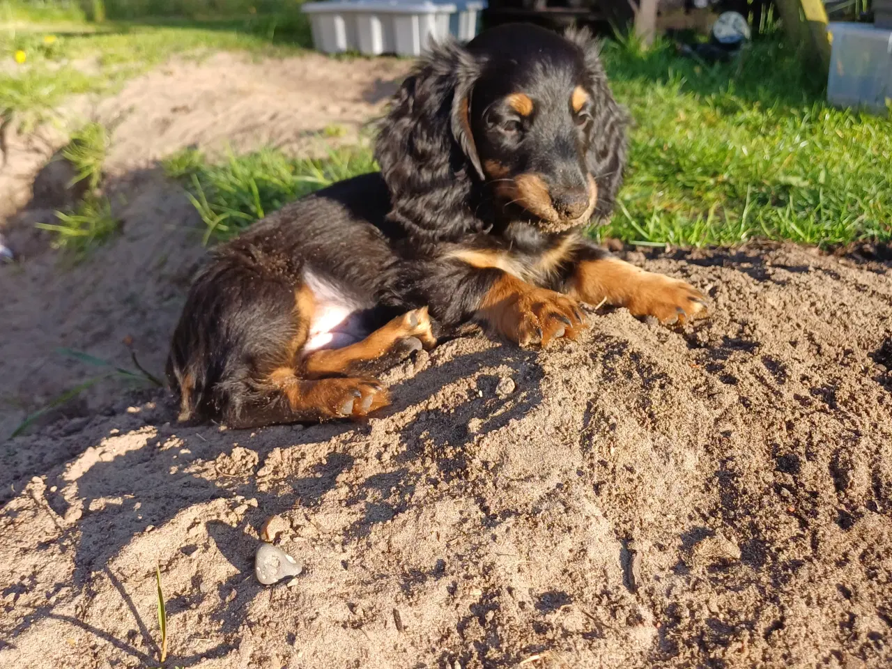 Billede 6 - Langhåret dværg gravhunde med stamtavle.