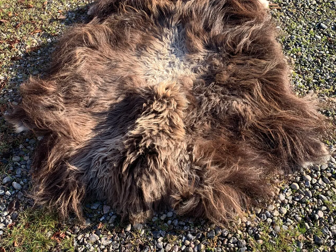 Billede 6 - Moskusokse skind stort