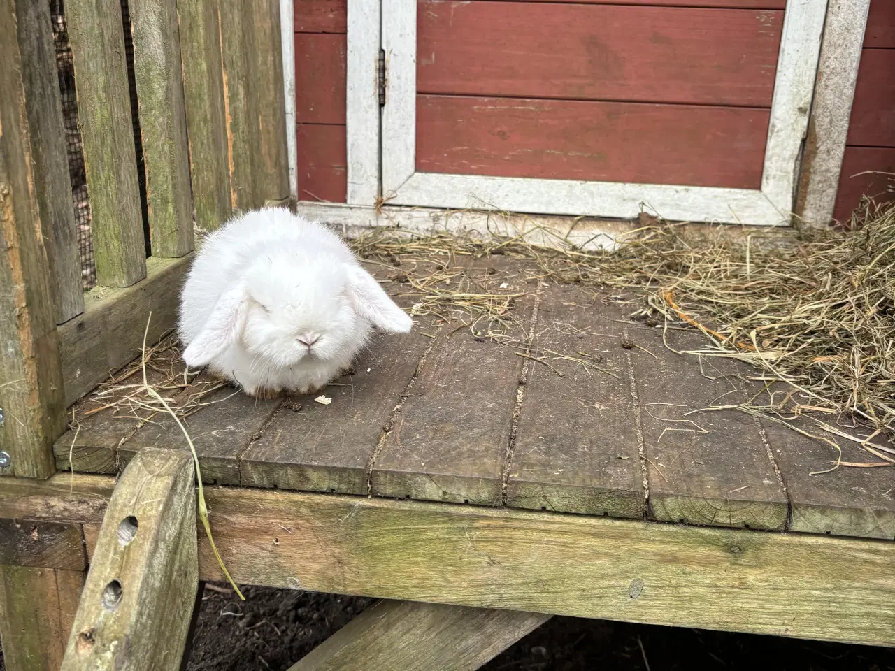 Billede 5 - Minilop kanin unger
